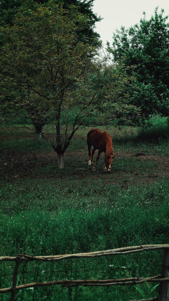 Horses in Pine Ridge Estates