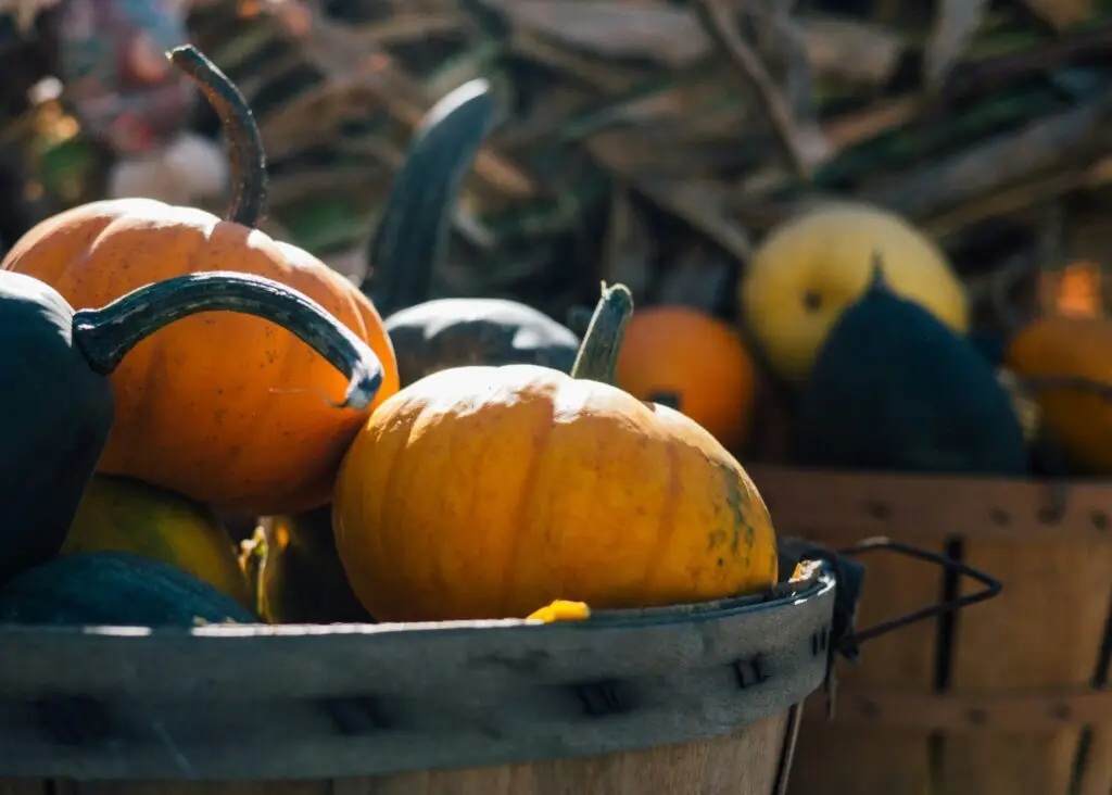 Pumpkin Patches in Citrus County