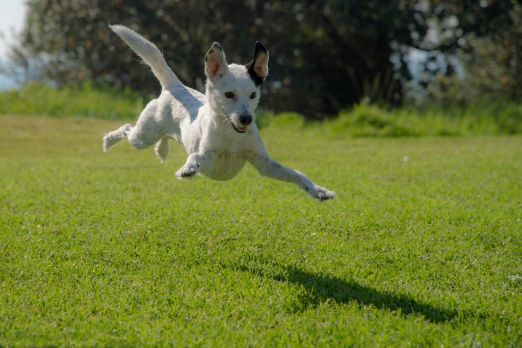 The Top 10 Dog Parks in Citrus County