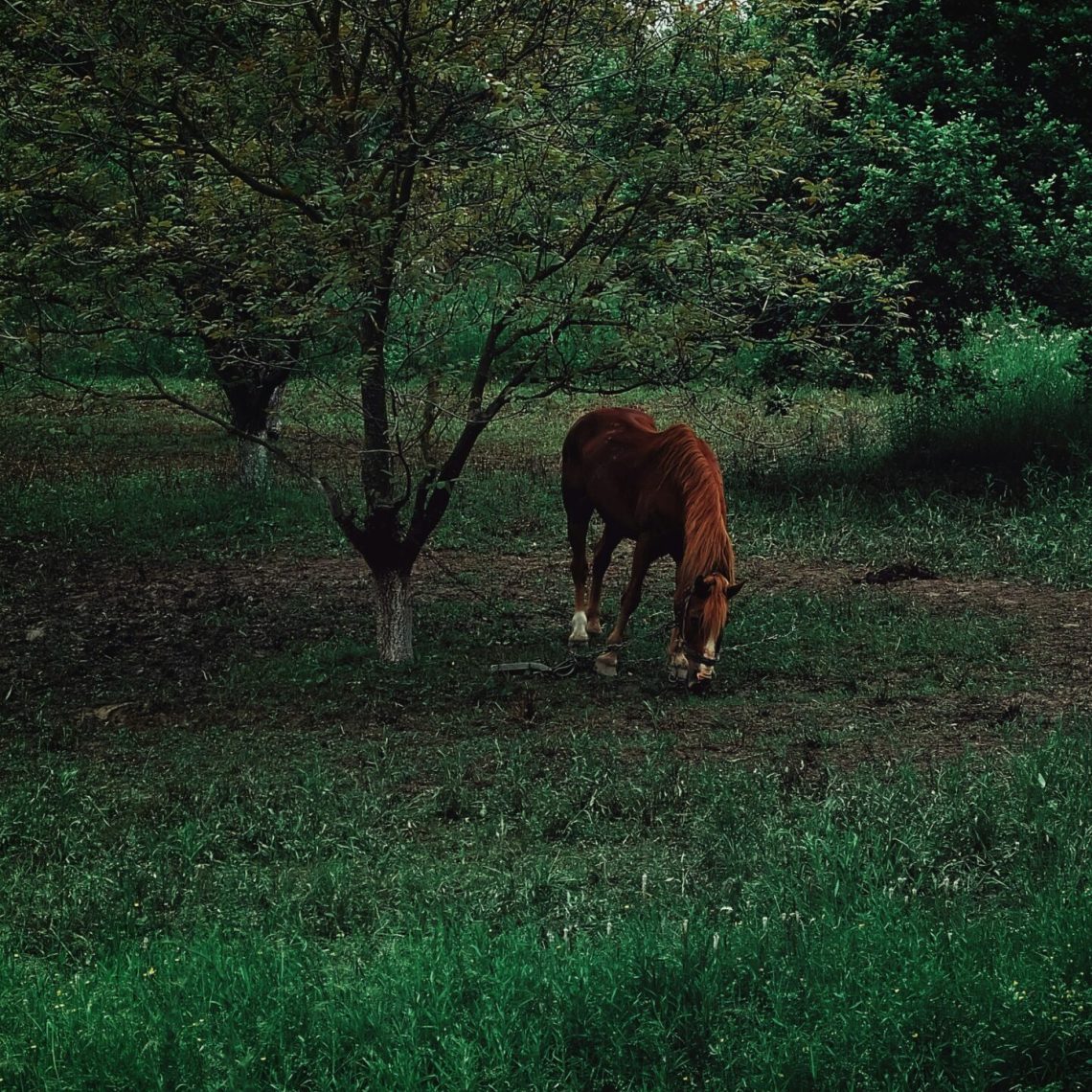 Horses in Pine Ridge Estates