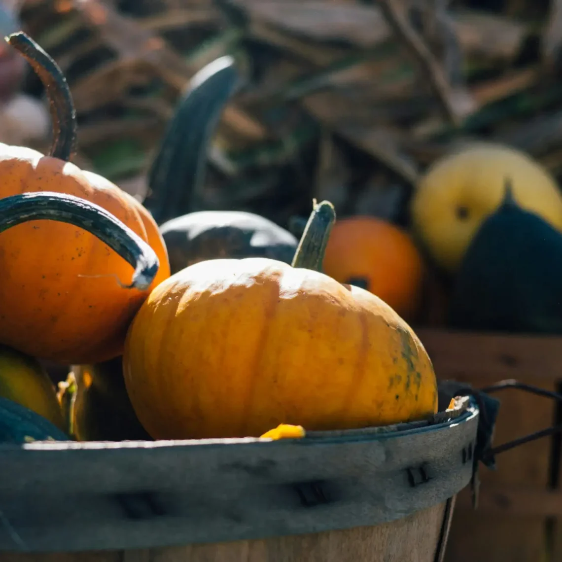 Pumpkin Patches in Citrus County