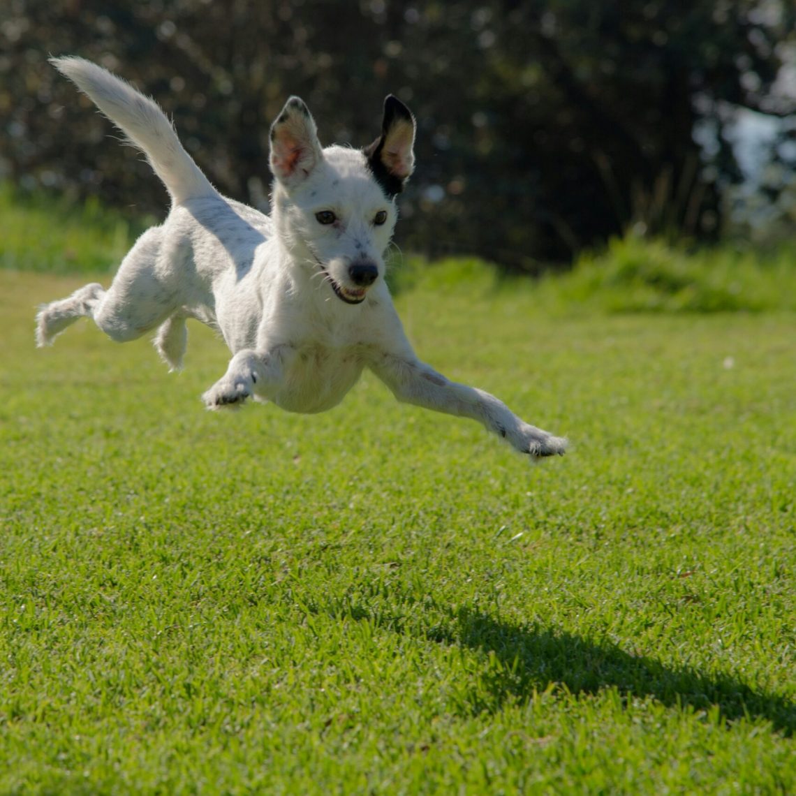 The Top 10 Dog Parks in Citrus County